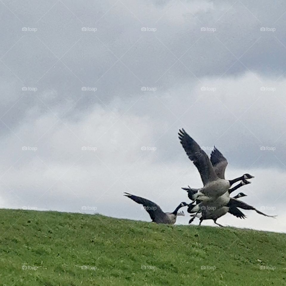 soaring geese photo view