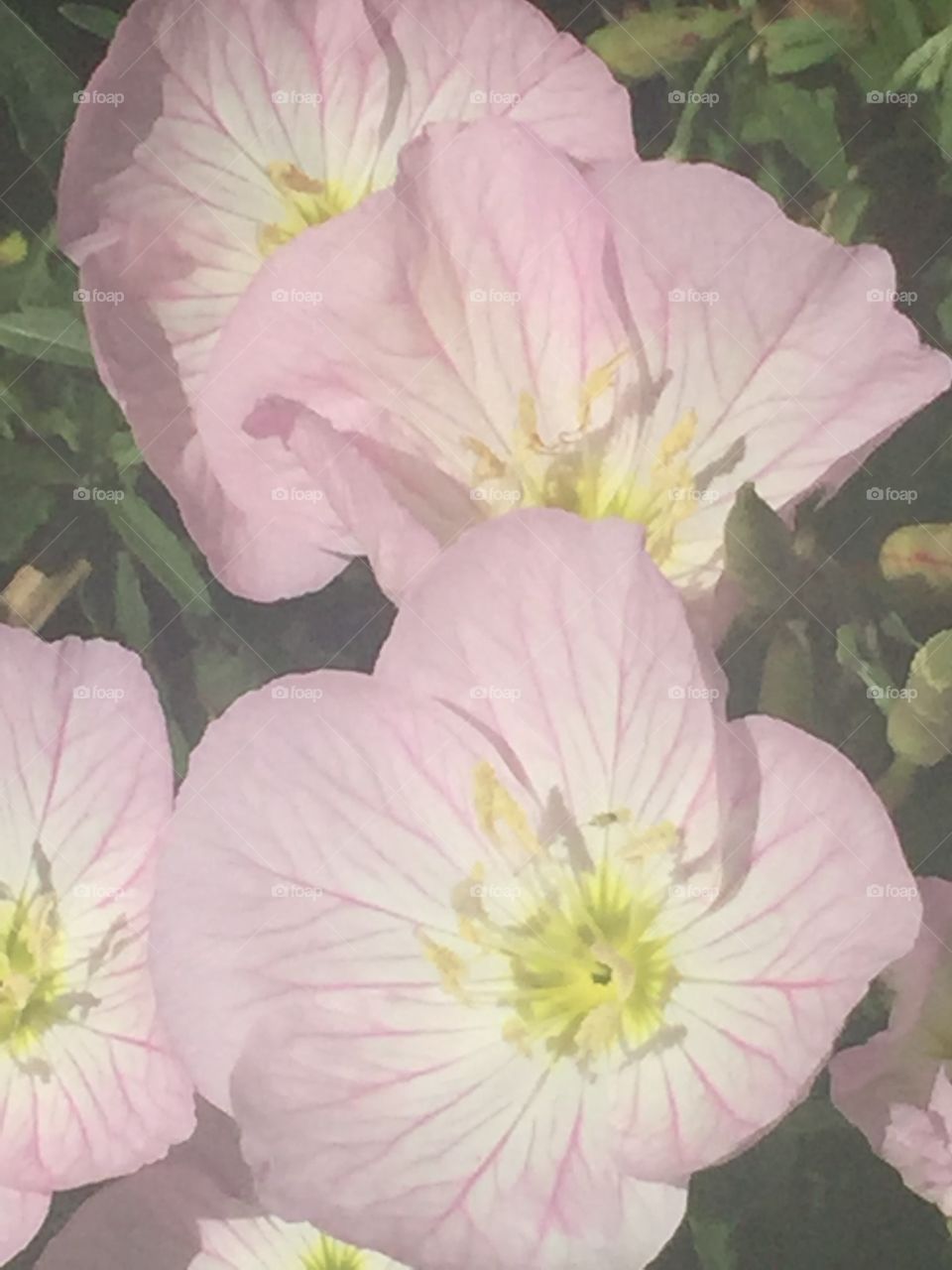 Light pink-white flowers