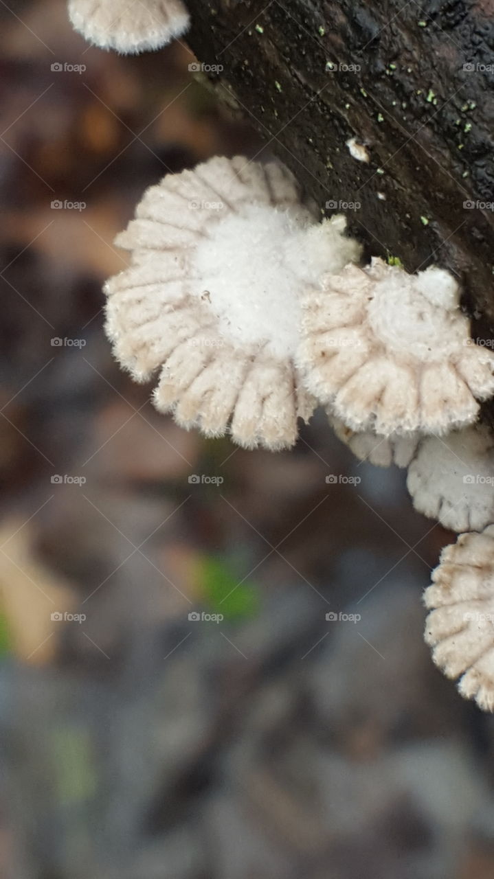 fuzzy fungus