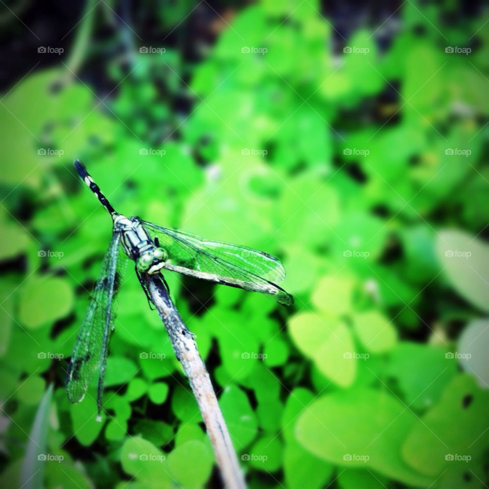 nature insect thailand animals by wacharapol