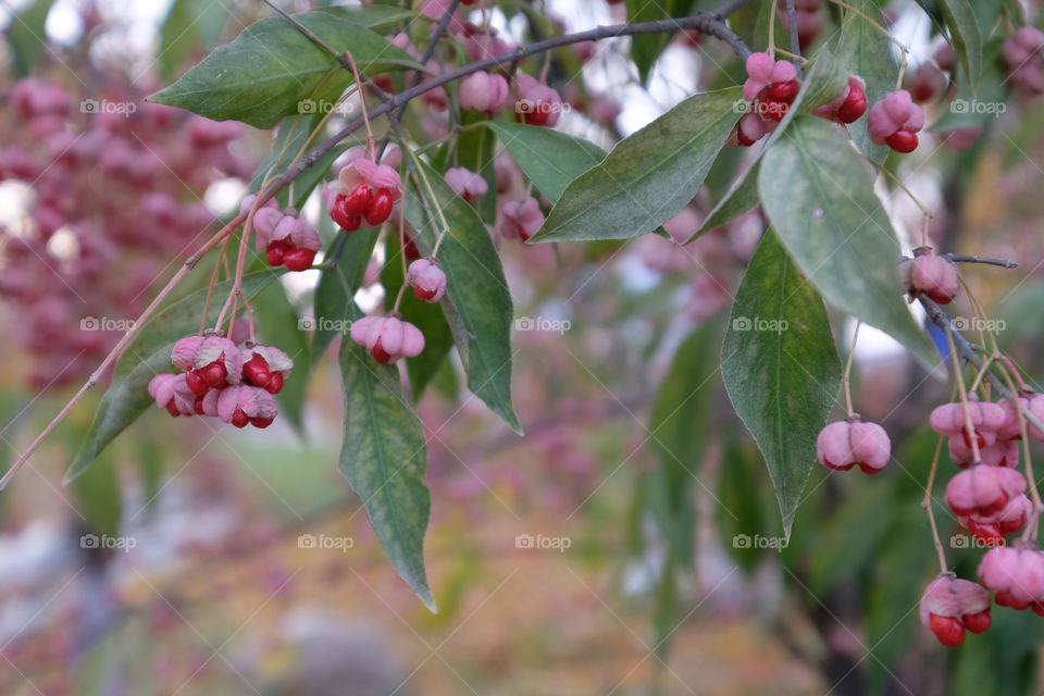 the fruit of winged spindle tree