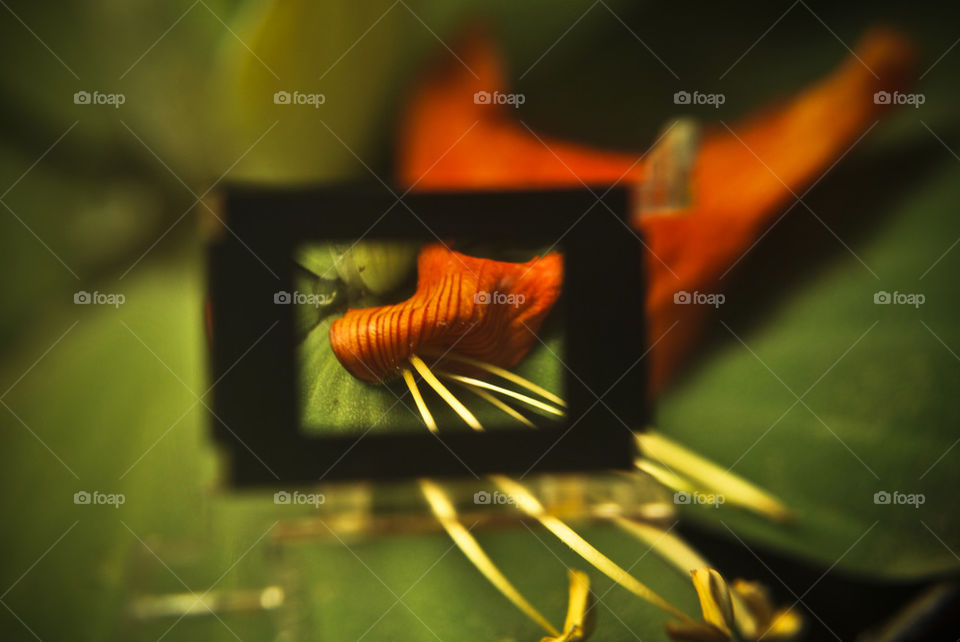 through a lense macro reverse 