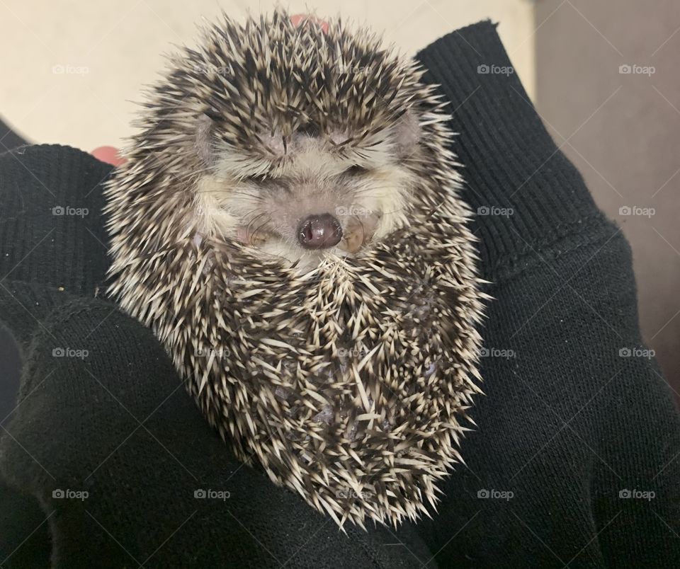 Hedgehog 