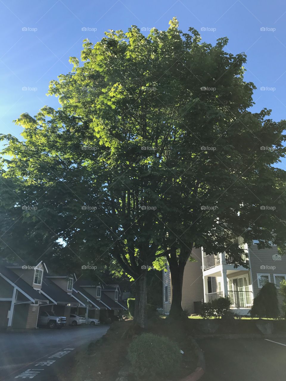 A tree filtering the light in my apartment complex