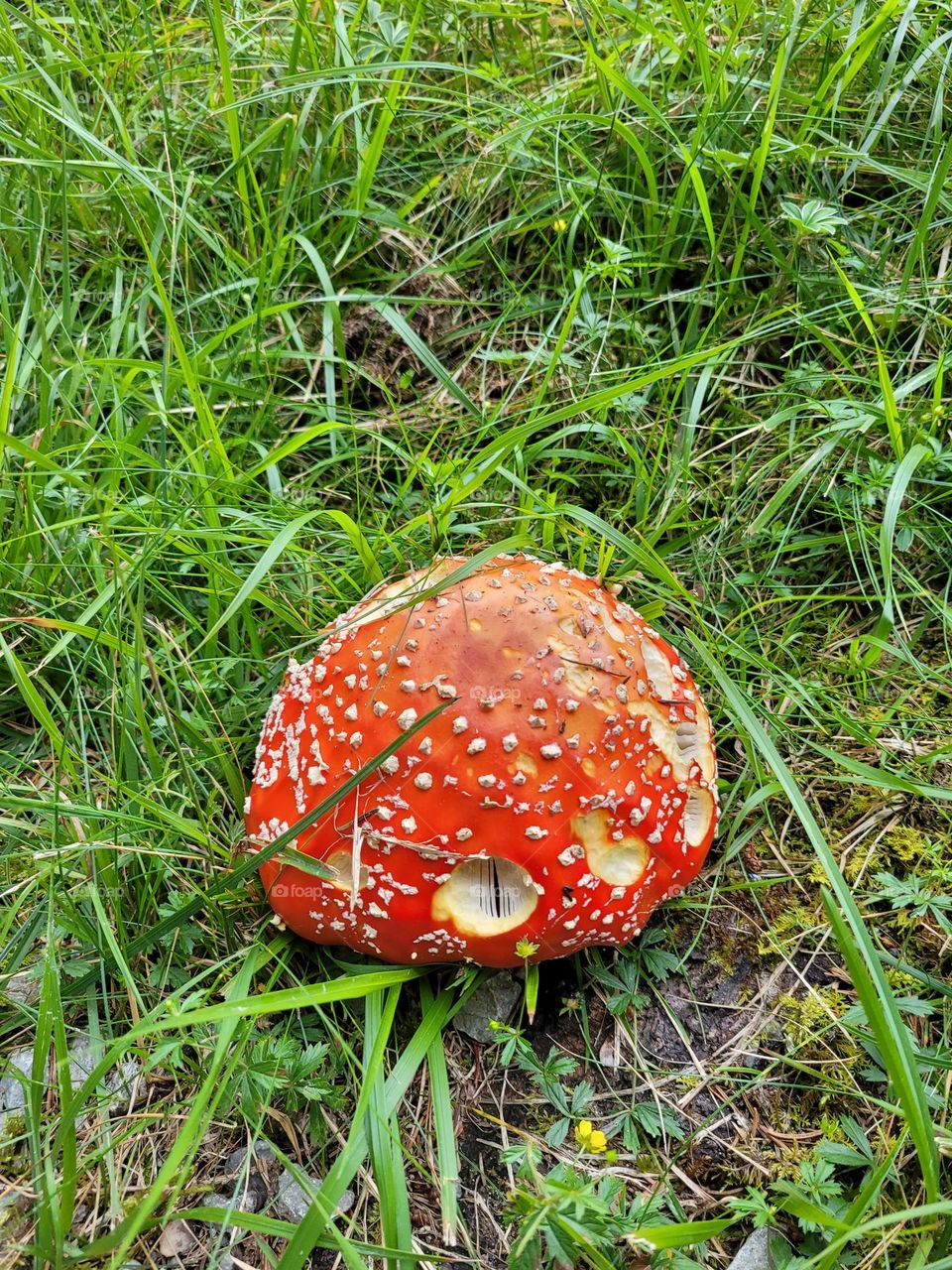 fliegenpilz • toadstool