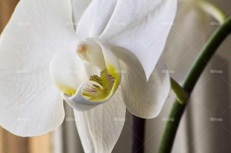 orkidé blomma makro vitt by edxge