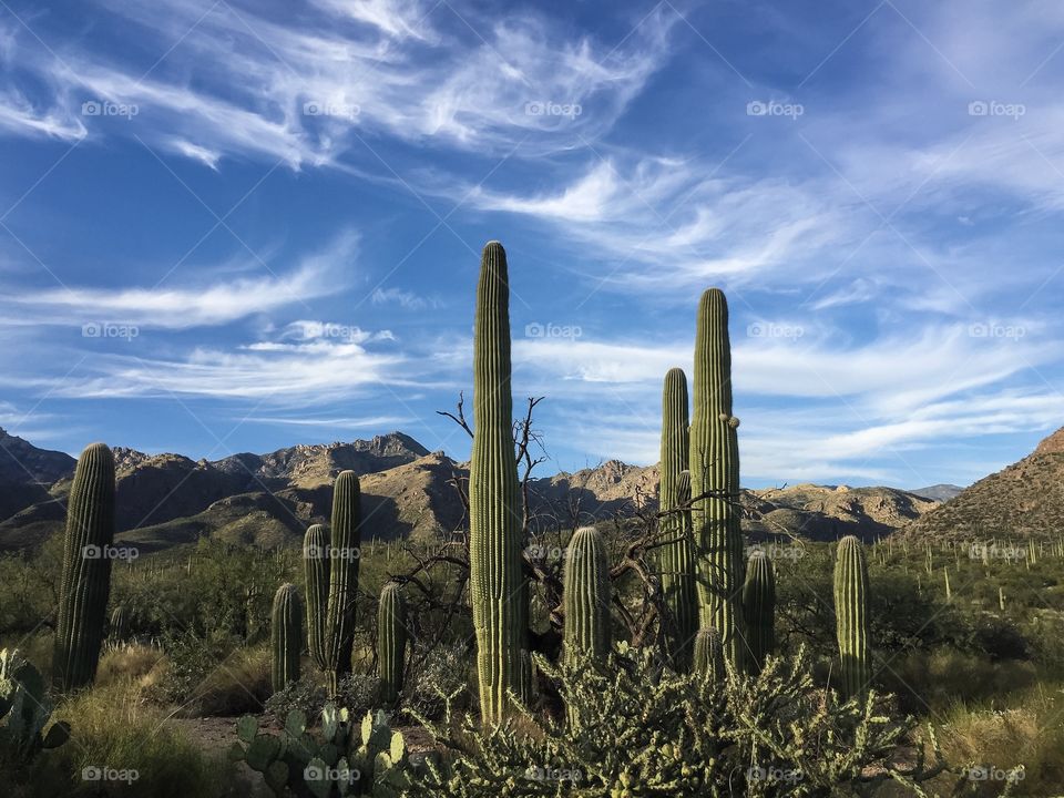 Desert Landscape 