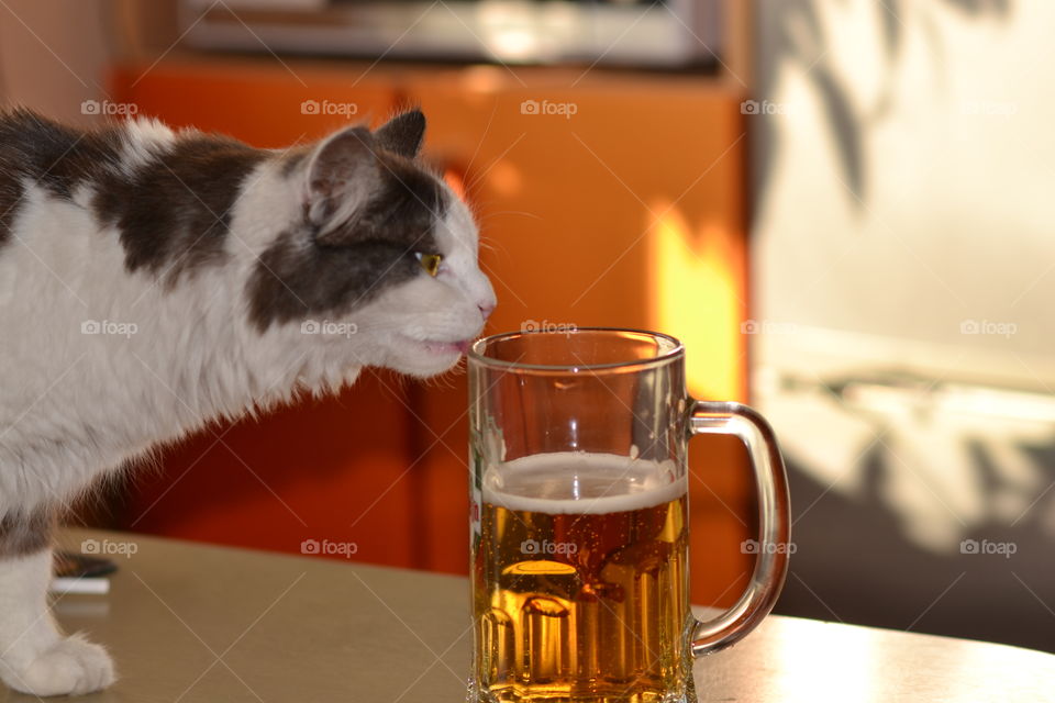cat with beer