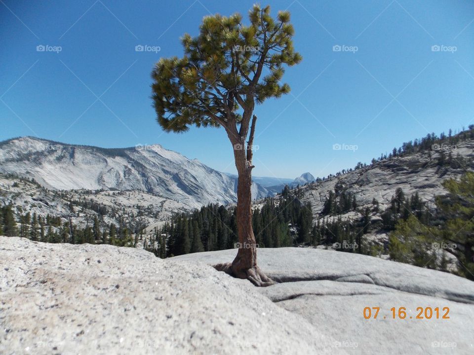 Lone tree 