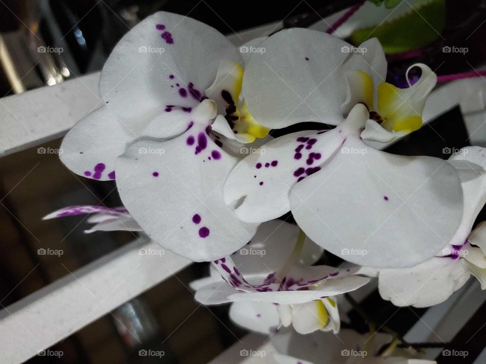 exotic orchids in my secret garden