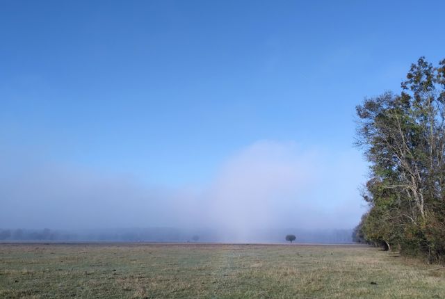 grassland