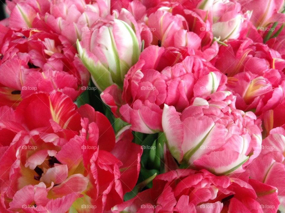 A tulip bouquet 