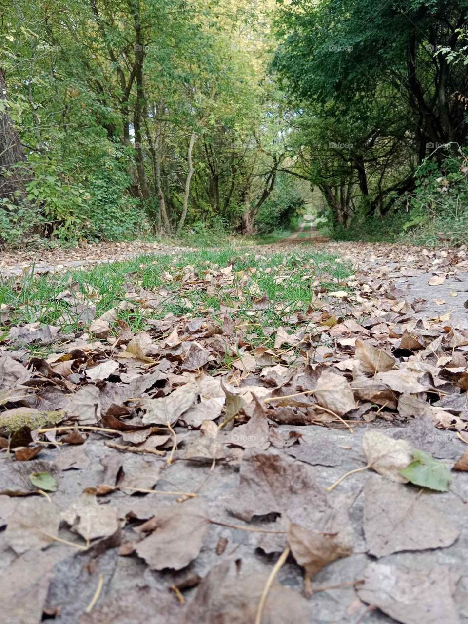 Leaves on the ground