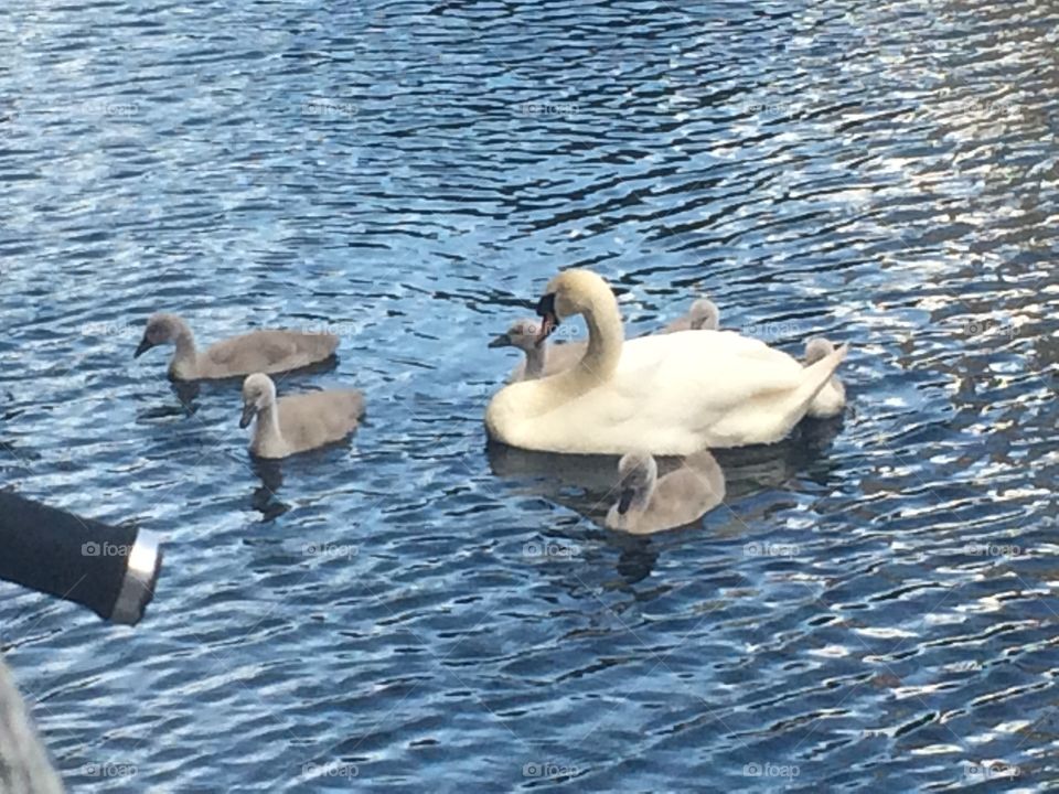 Swan family cygnets and mum on river