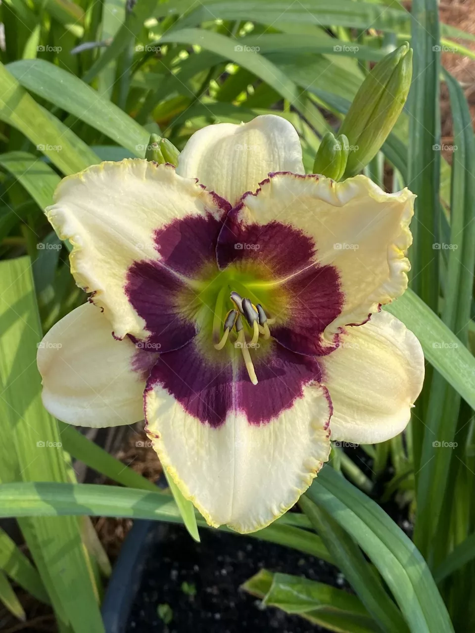 Day lily 