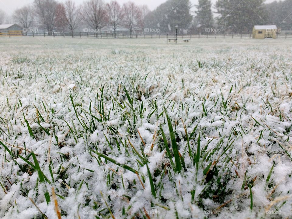 fresh snowfall on the grass