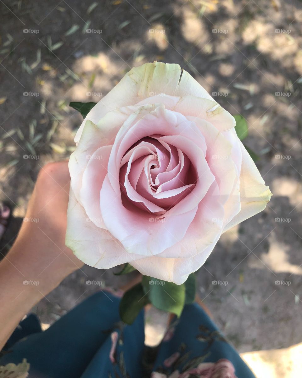 Rose, Love, Flower, Wedding, Romance