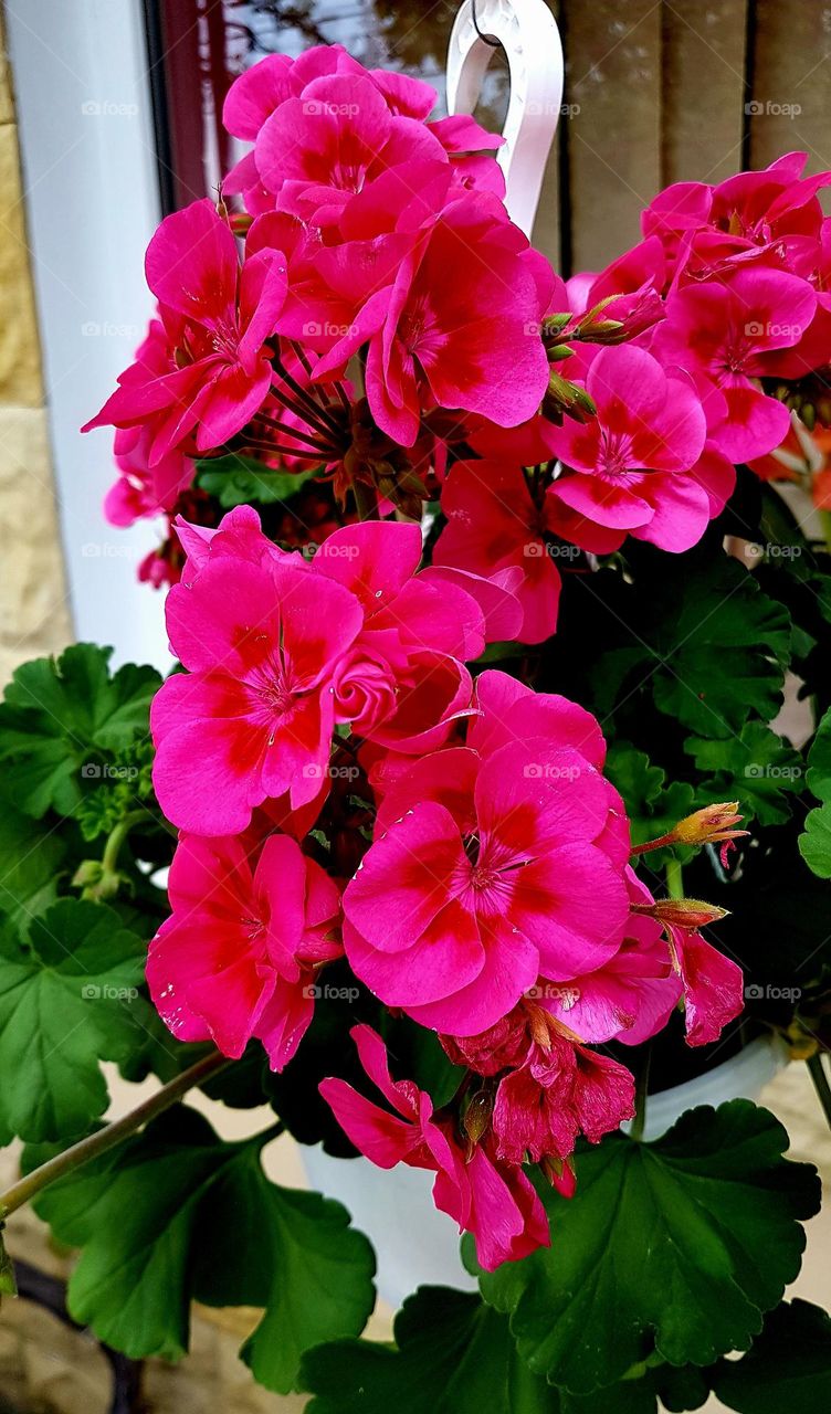 magenta flower