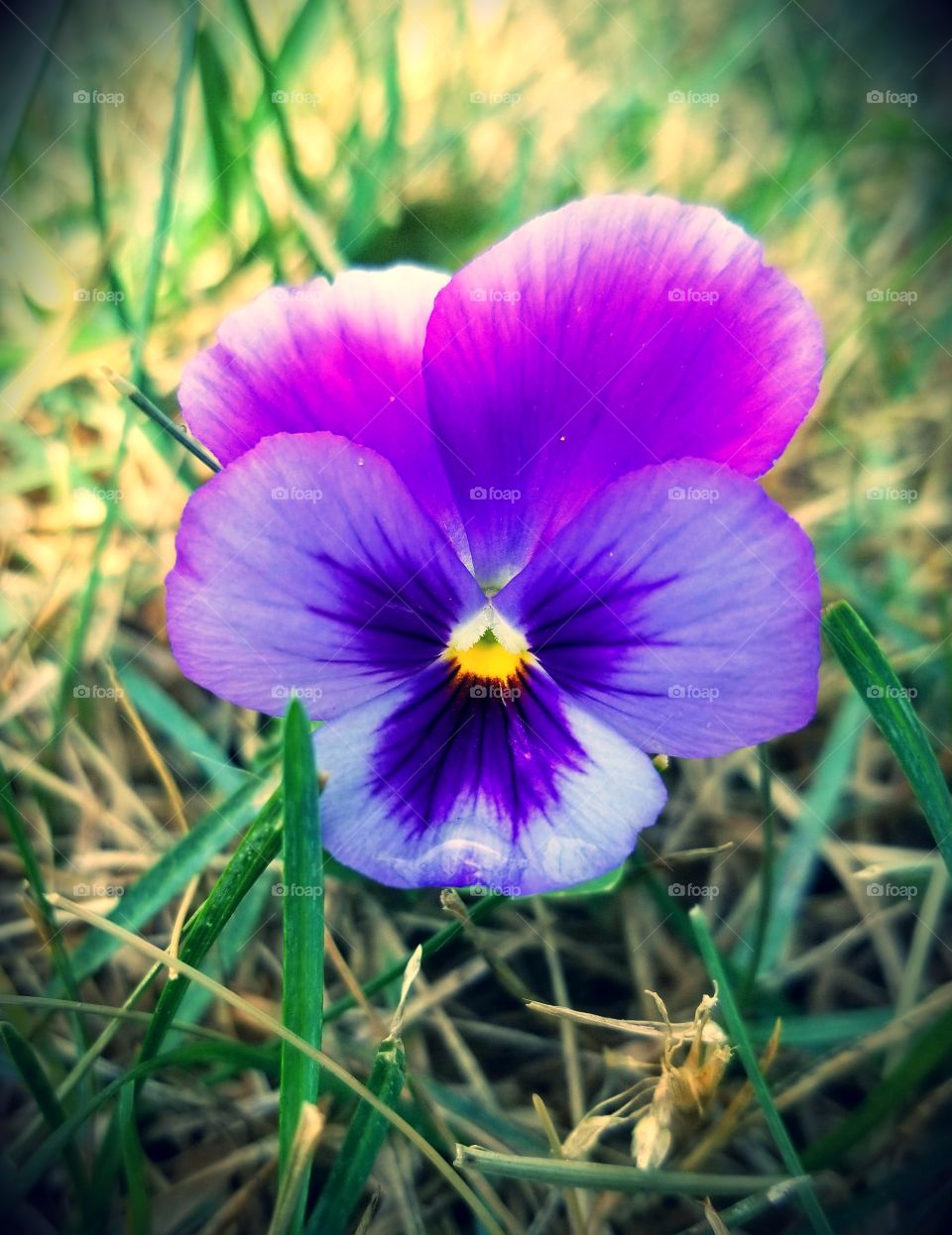 My Yard and a single