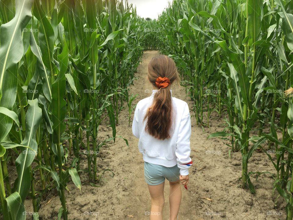 maize fields in the netherlands maze 
