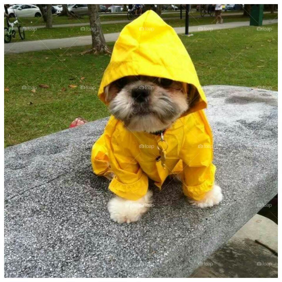 Puppy wearing yellow raincoat
