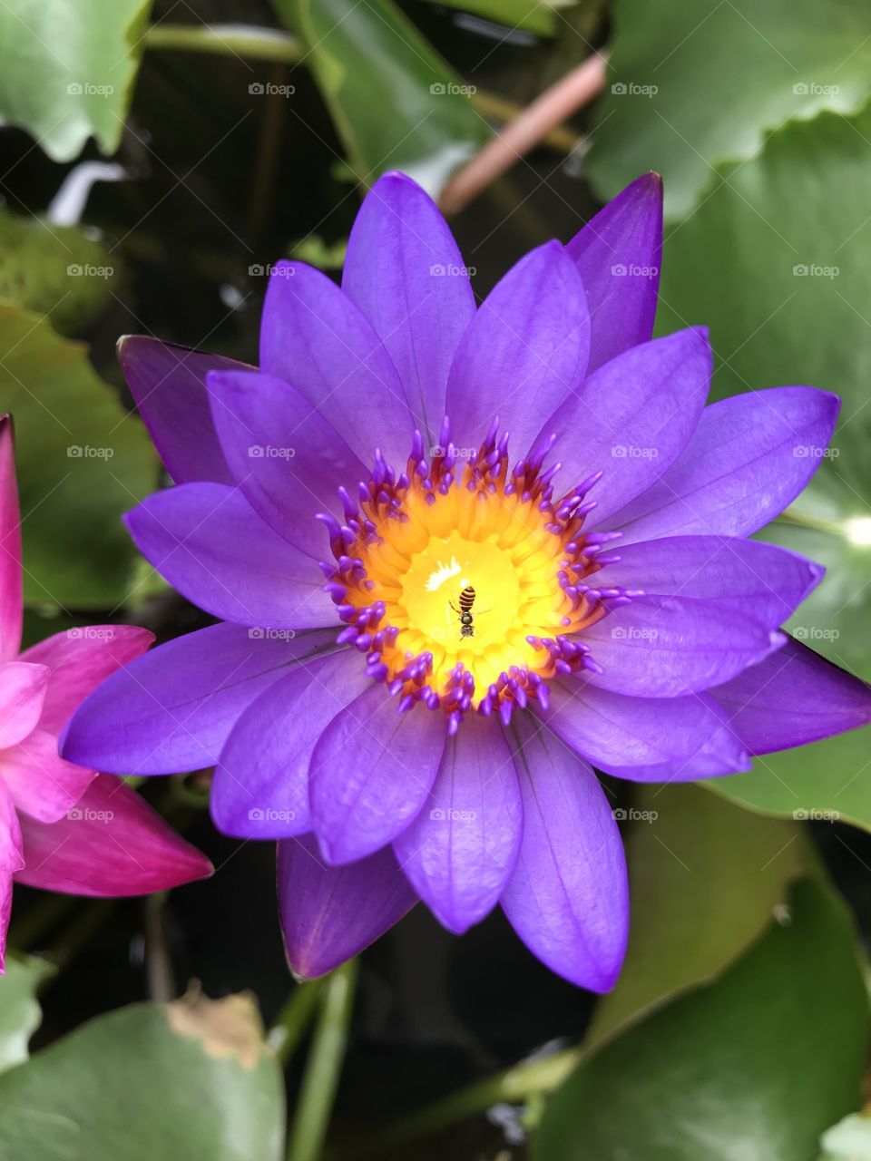 Japanese Pond Lily 