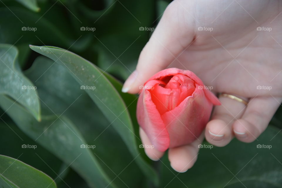 Tulip