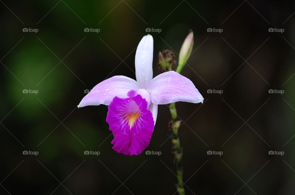 orchid