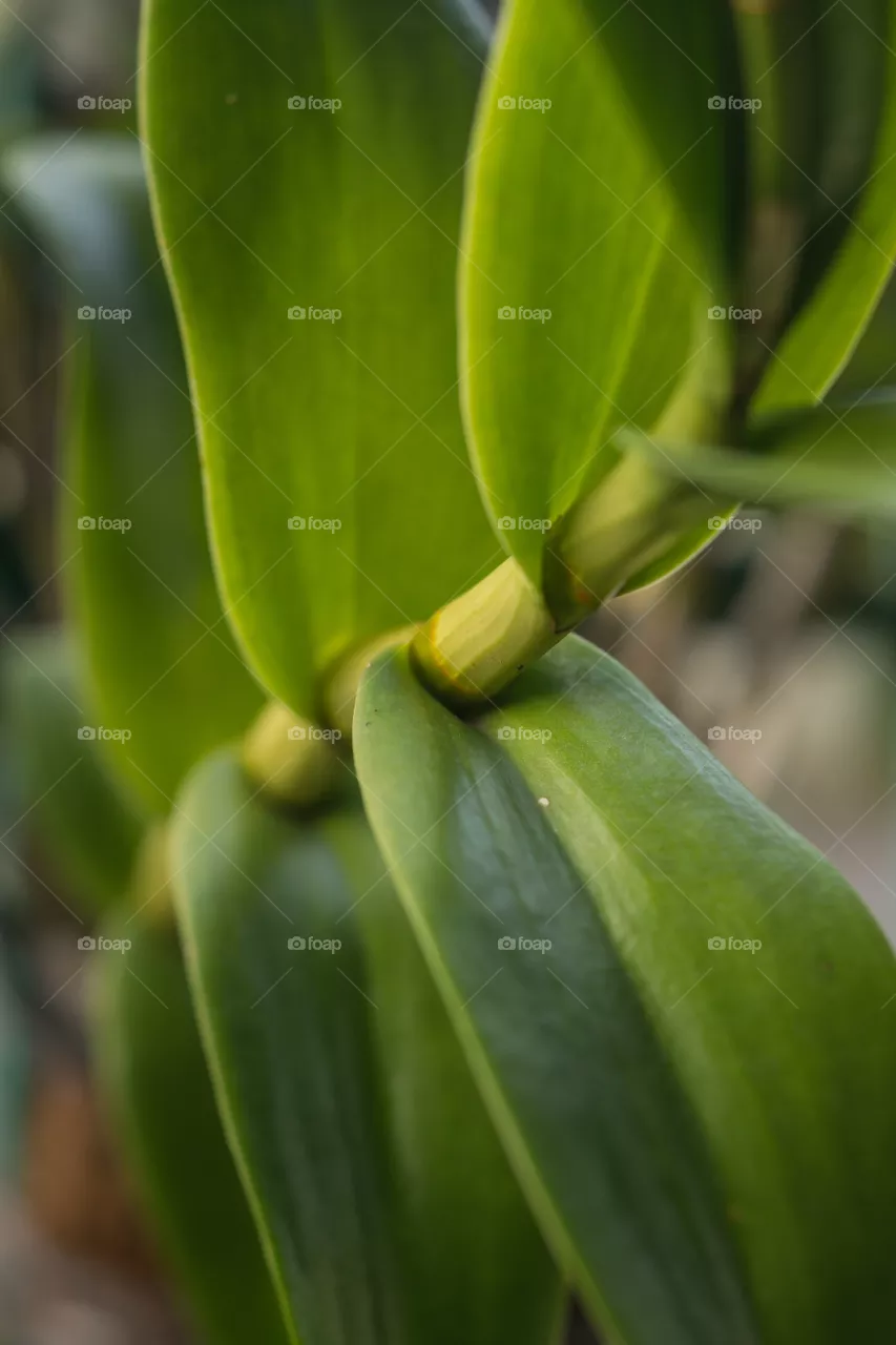 green leaf