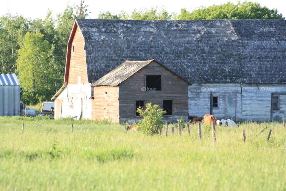 old barn on a farm with animals
