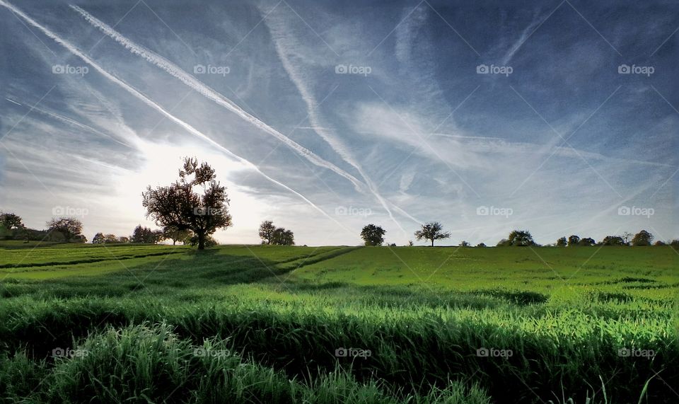 View of agriculture field