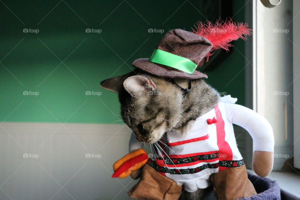 Octoberfest cat