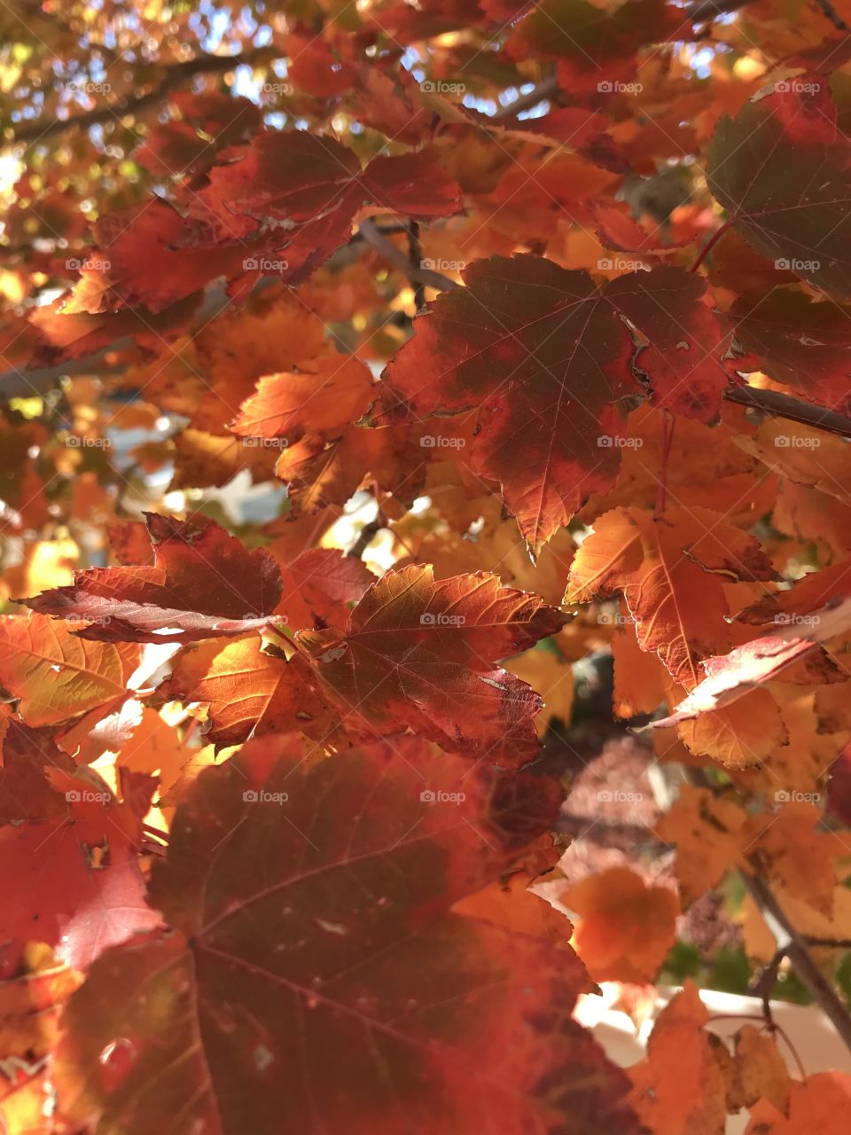 Maple tree leaves