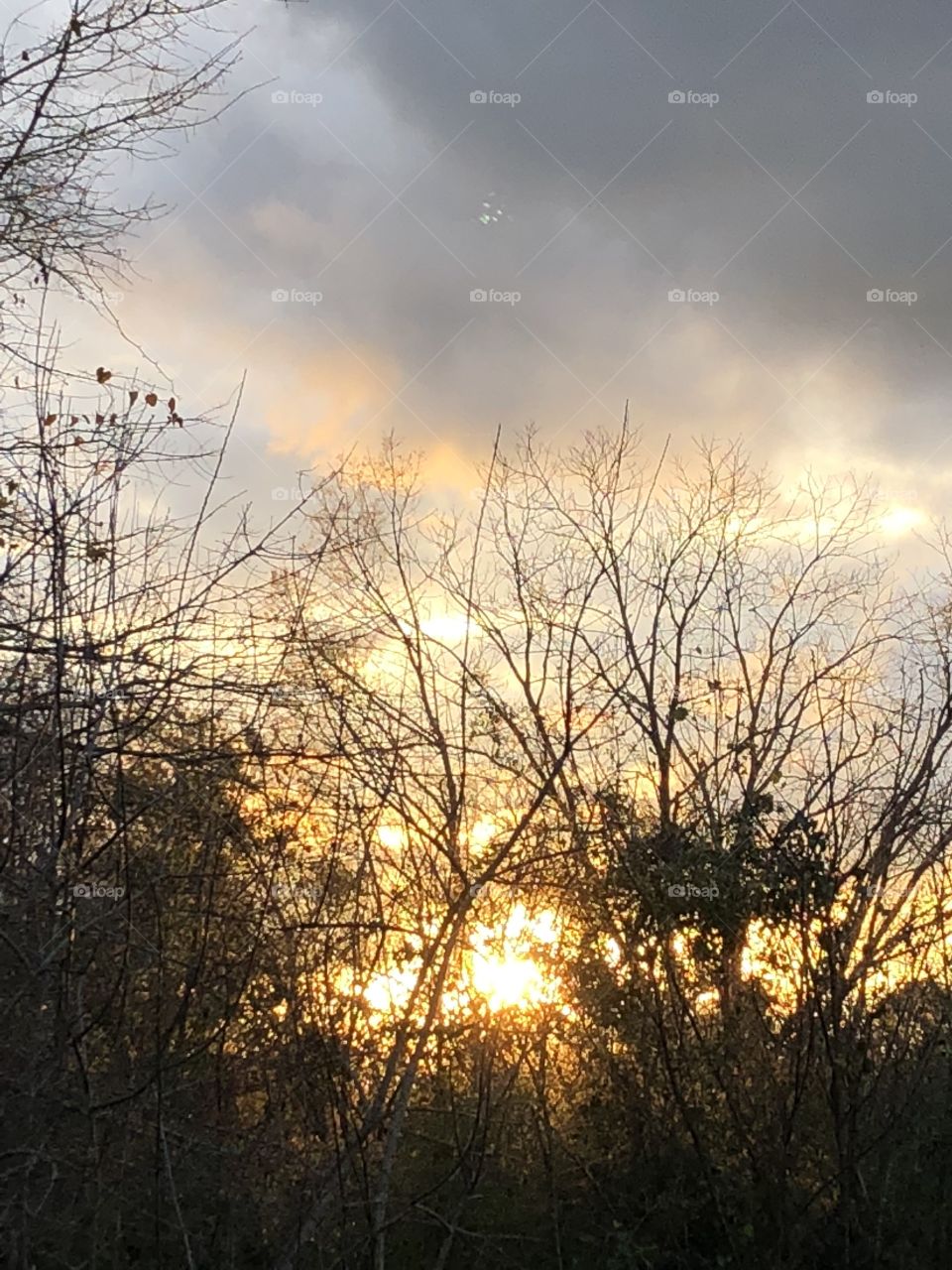 A golden sun setting through a glimpse of trees. 