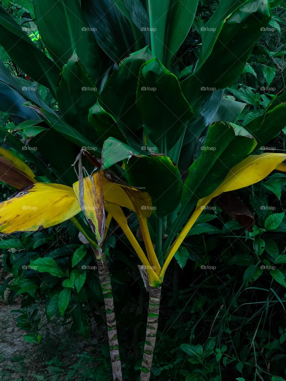 Yellow leaves