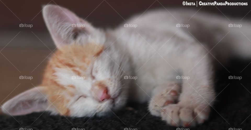 sleeping kittens, kittens, cute cats, Baby Cats