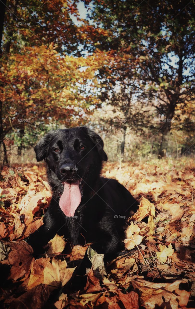 flat coated Retriever