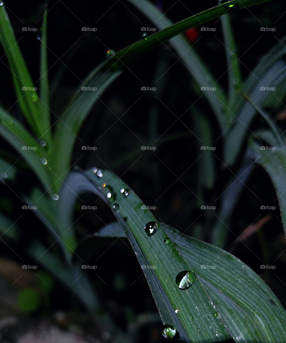 dew