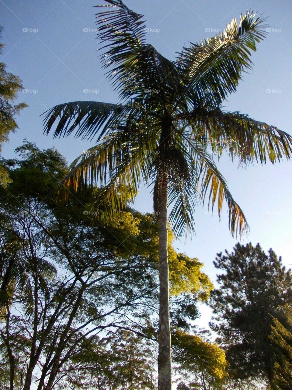 Brazilian palm