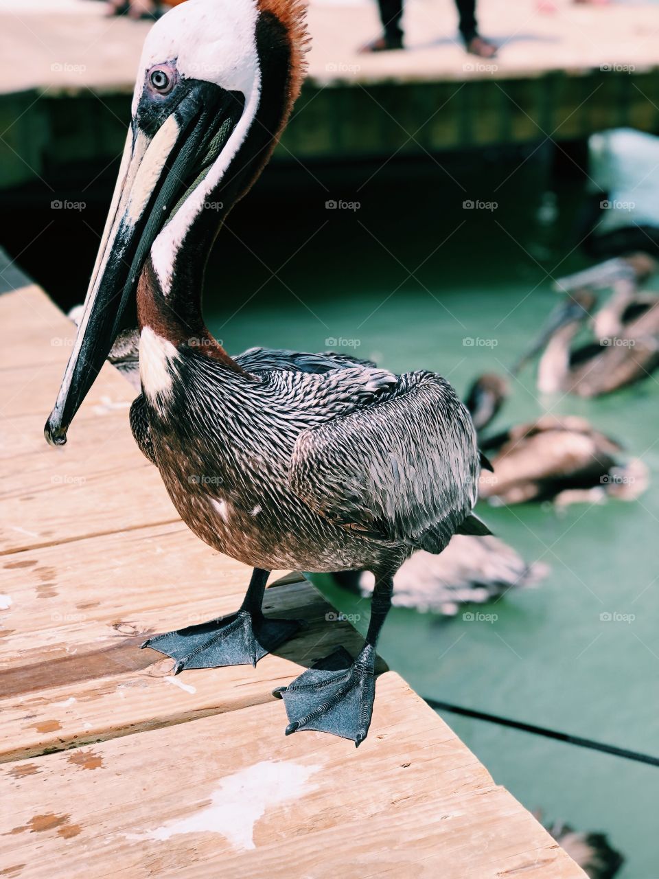Pelican at the Florida Keys 
