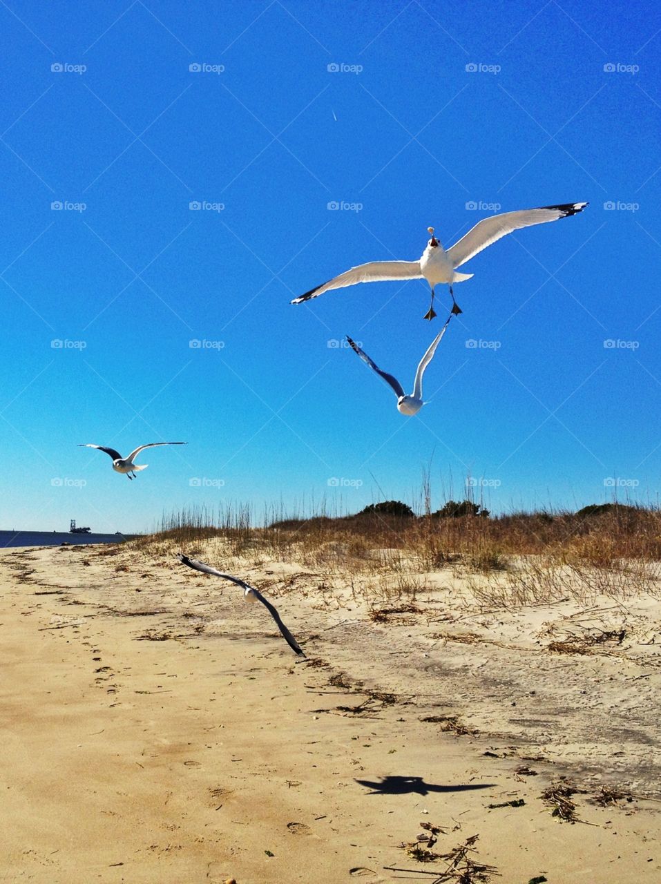 Gulls on the beach