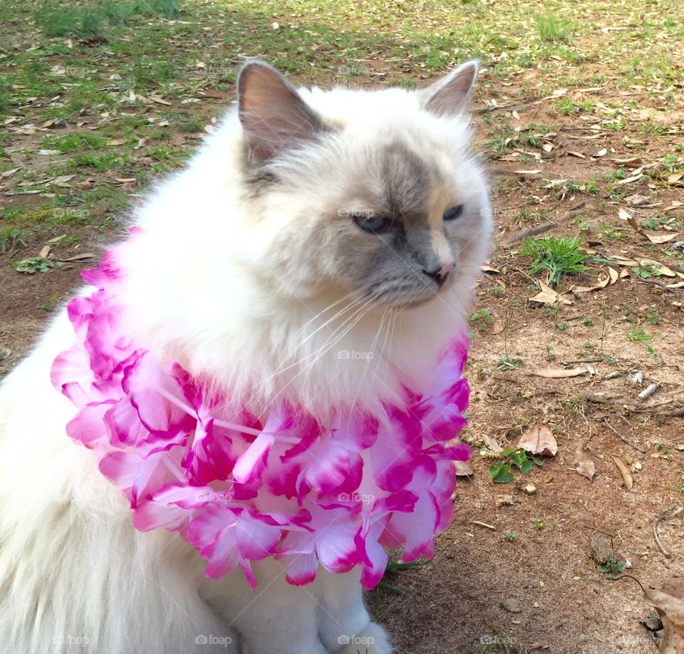 Cat with flowers