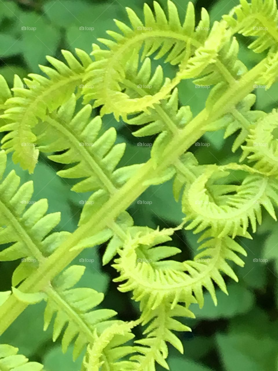 Green fern