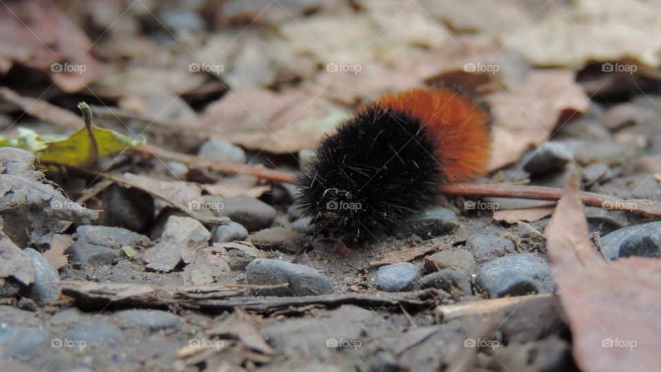 Fuzzy Woolly Bear