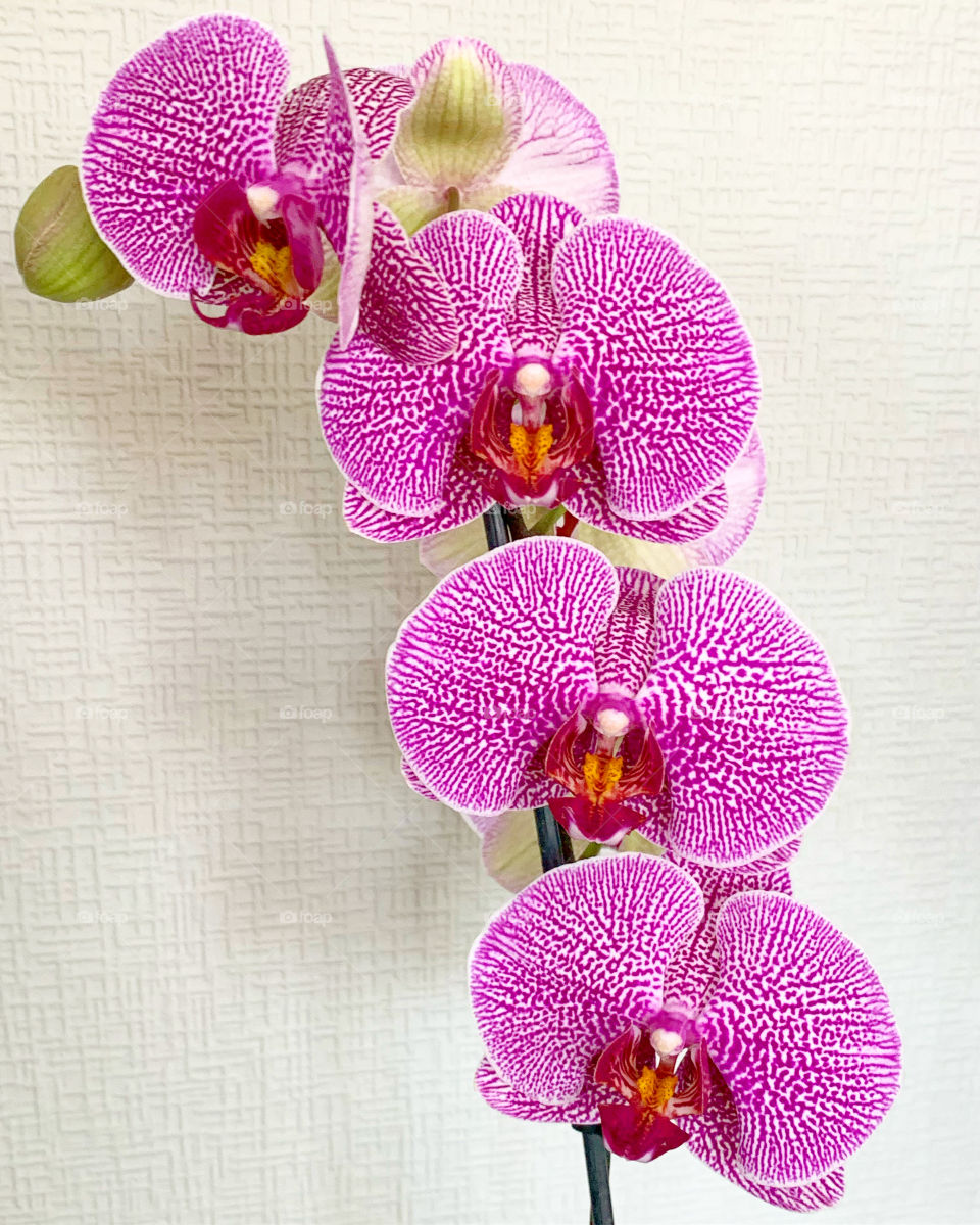 Orchid 