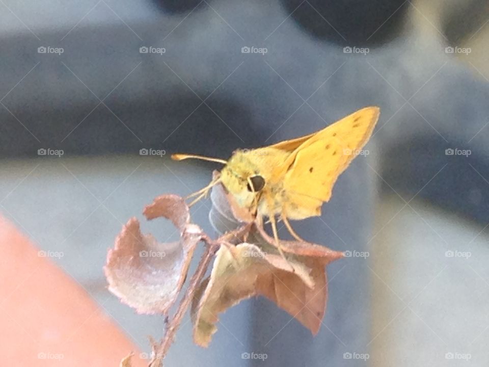 Fluffy yellow moth on a branch