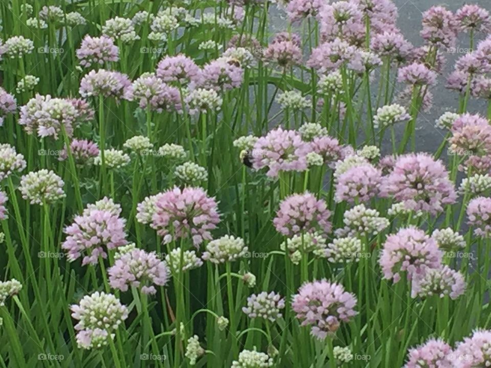 Flowering garlic 