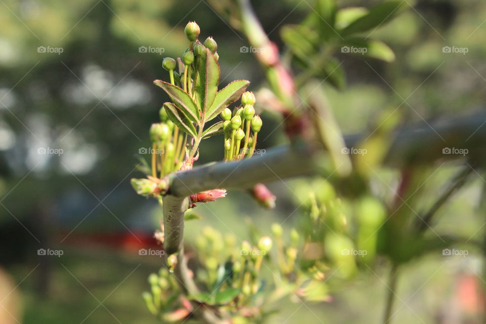 first buds of spring