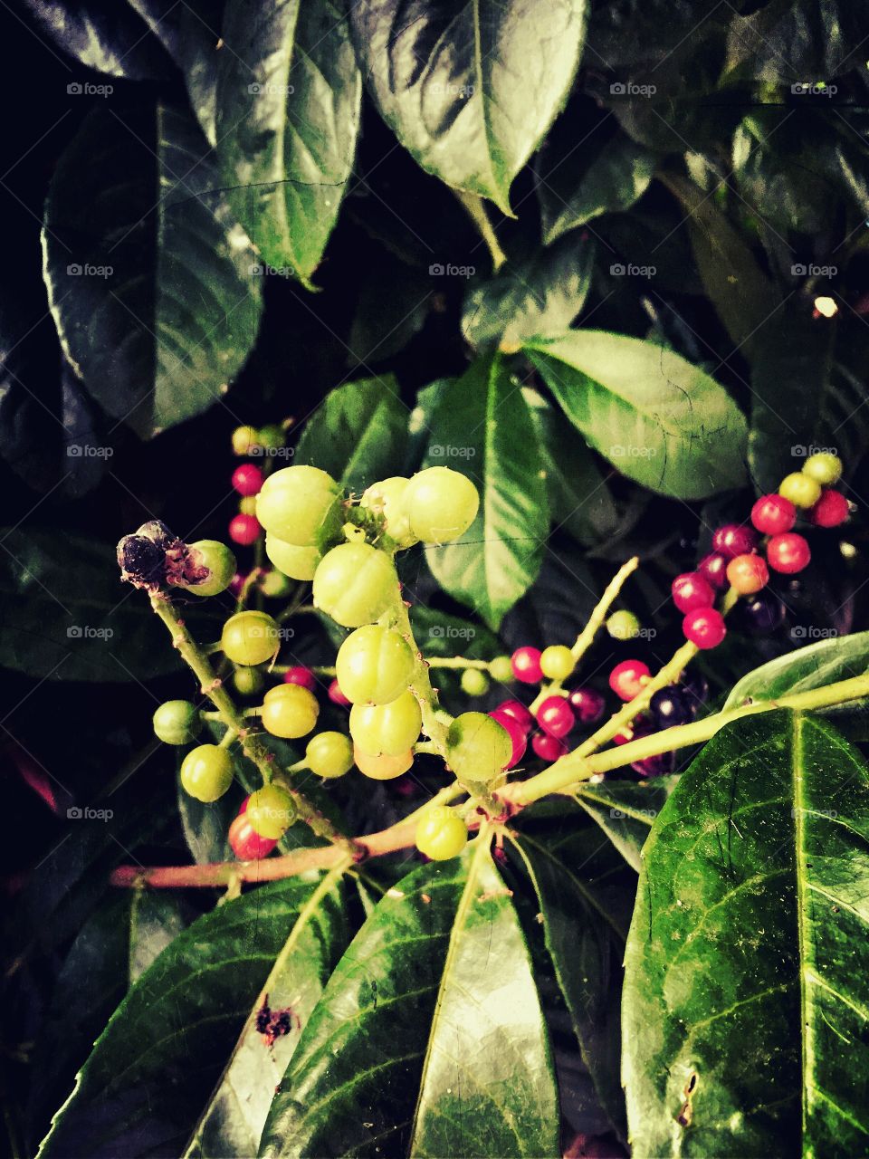 Laurel berries