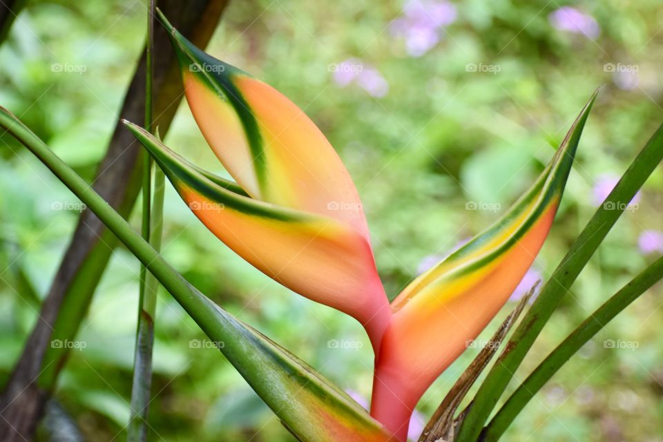 Erect Lobster Claw is a shrub. Unlike other Heliconias which have hanging flowers, this one has erect inflorescence. Each inflorescence has red or orange bracts edged with green. 